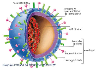 Struture simplifié de Myxovirus influenzae
